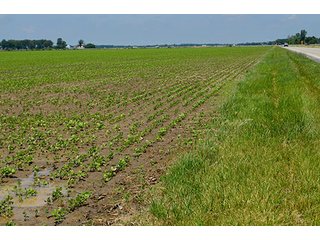Property photo 115 - LAND AUCTION - 700+/- ACRES OFFERED IN 16 TRACTS IN ALLEN COUNTY, INDIANA